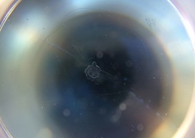 IMG_0147